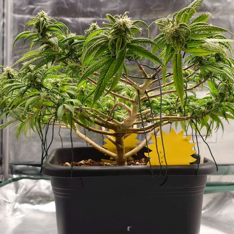 Tatanka Brothers growlog photo: Tatanka No.2