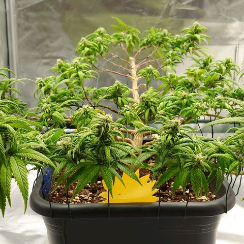 Tatanka Brothers growlog photo: Tatanka No.2