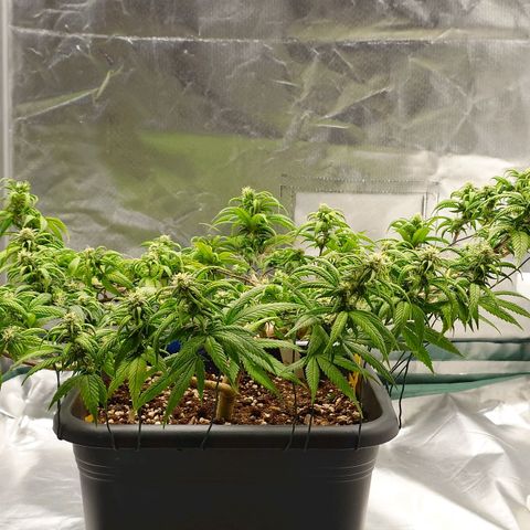 Tatanka Brothers growlog photo: Tatanka No.2