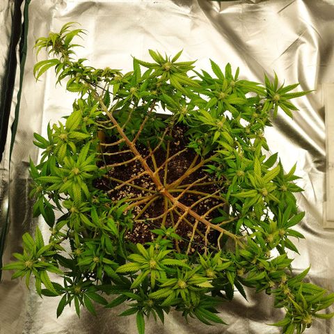 Tatanka Brothers growlog photo: Tatanka No.1