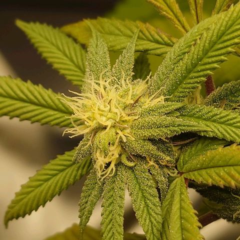Northern Lights growlog timeline photo