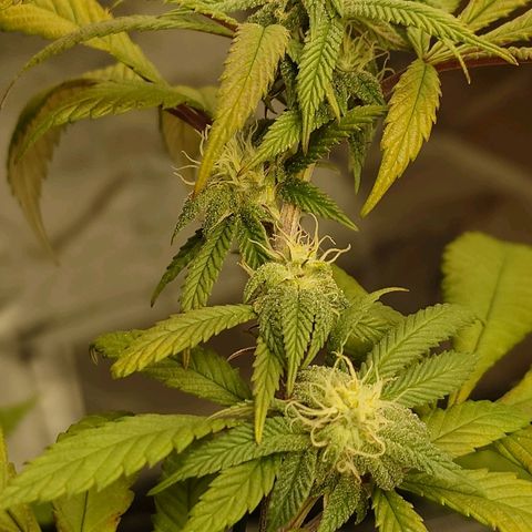Northern Lights growlog timeline photo
