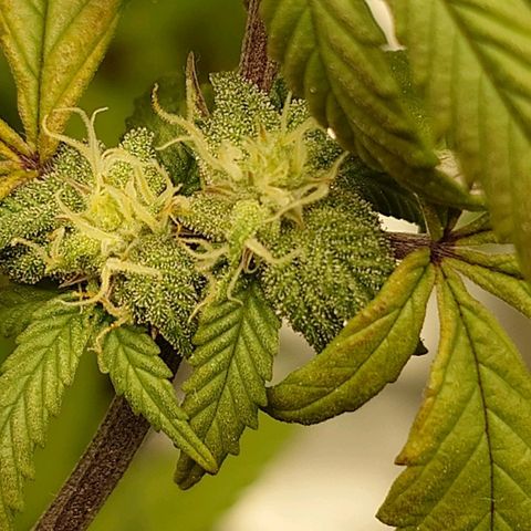 Northern Lights growlog timeline photo