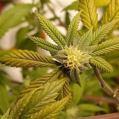 Northern Lights growlog timeline photo