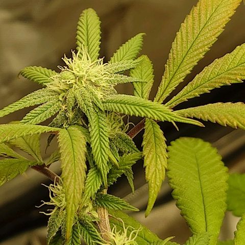 Northern Lights growlog timeline photo