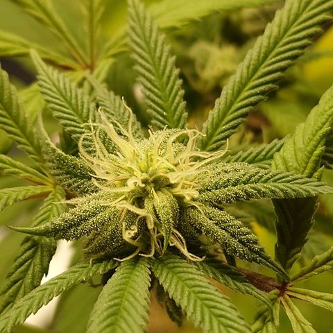 Northern Lights growlog timeline photo