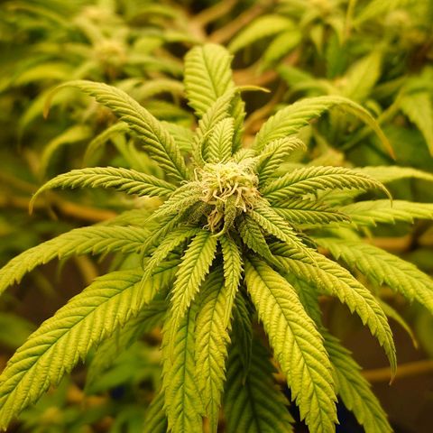Tatanka Brothers growlog photo: Tatanka No.1
