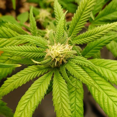 Tatanka Brothers growlog photo: Tatanka No.1