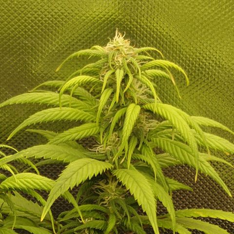 Tatanka Brothers growlog photo: Tatanka No.2