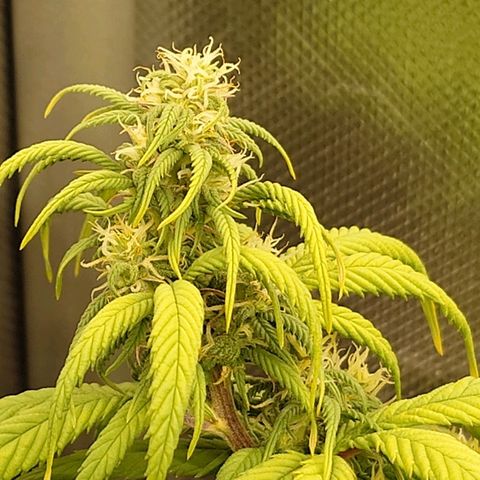 Tatanka Brothers growlog photo: Tatanka No.2