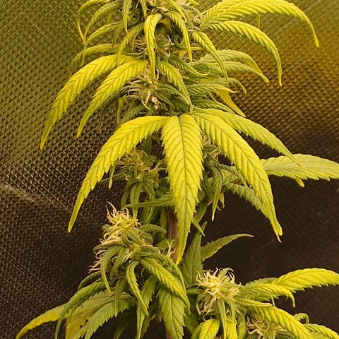 Tatanka Brothers growlog photo: Tatanka No.2