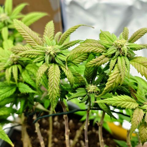 Tatanka Brothers growlog photo: Verfärbungen an der Tatanka No.1
