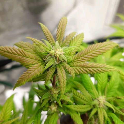 Tatanka Brothers growlog photo: Verfärbungen an der Tatanka No.1