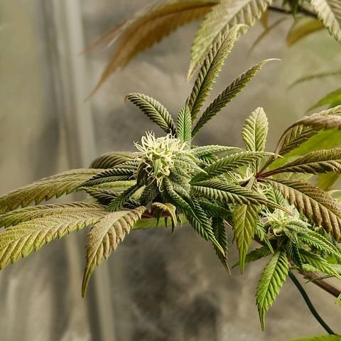 Northern Lights growlog timeline photo
