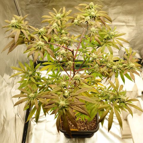 Northern Lights growlog timeline photo