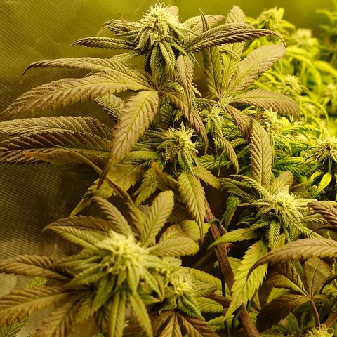 Northern Lights growlog timeline photo