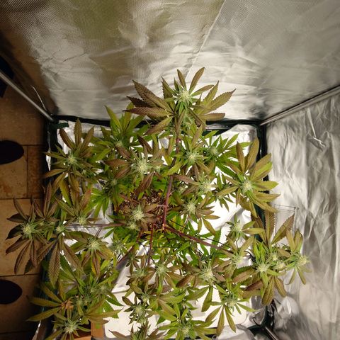 Northern Lights growlog timeline photo