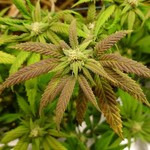 Tatanka Brothers growlog timeline photo