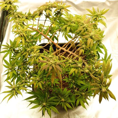 Tatanka Brothers growlog timeline photo