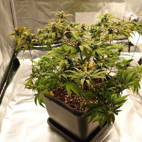 Tatanka Brothers growlog timeline photo