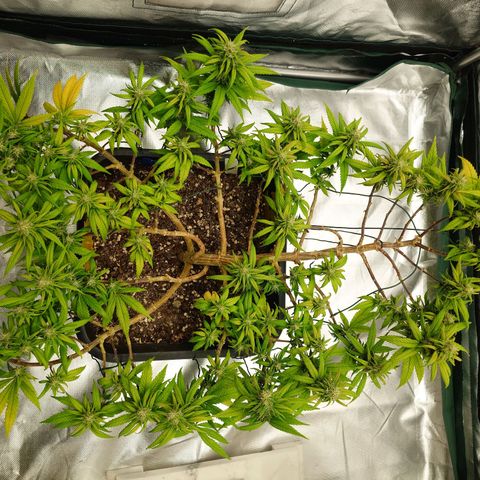 Tatanka Brothers growlog timeline photo