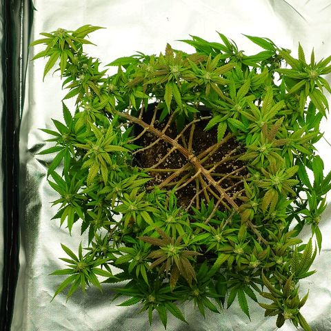 Tatanka Brothers growlog timeline photo