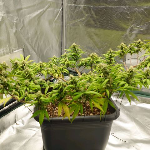 Tatanka Brothers growlog timeline photo