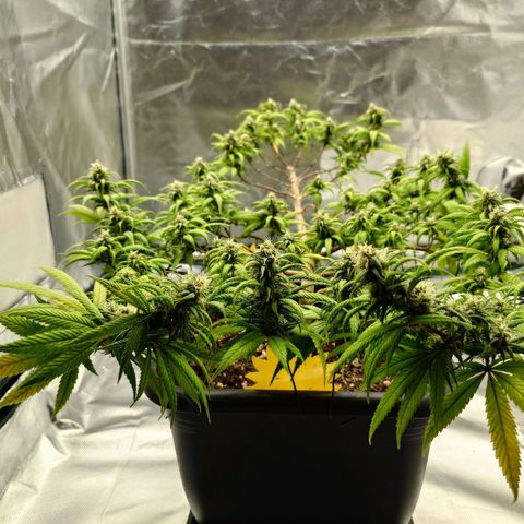 Tatanka Brothers growlog timeline photo