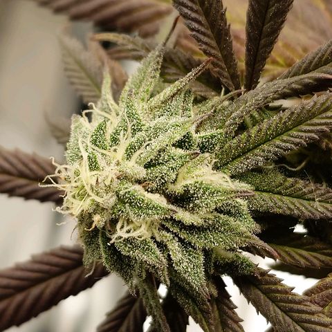 Northern Lights growlog timeline photo