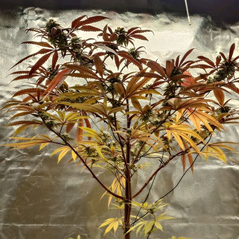 Northern Lights growlog timeline photo