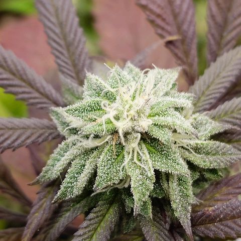 Northern Lights growlog timeline photo