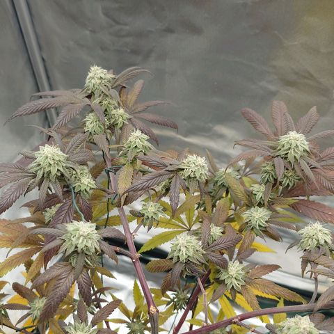 Northern Lights growlog timeline photo