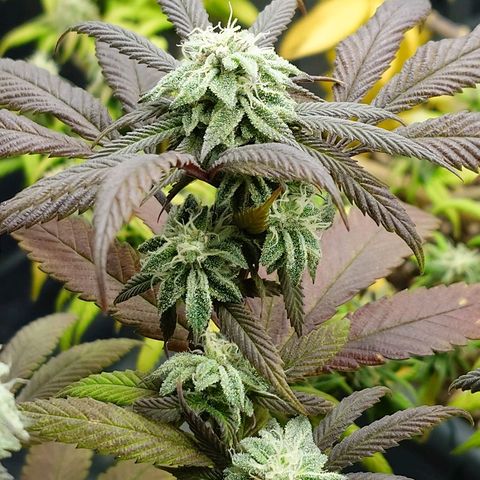 Northern Lights growlog timeline photo