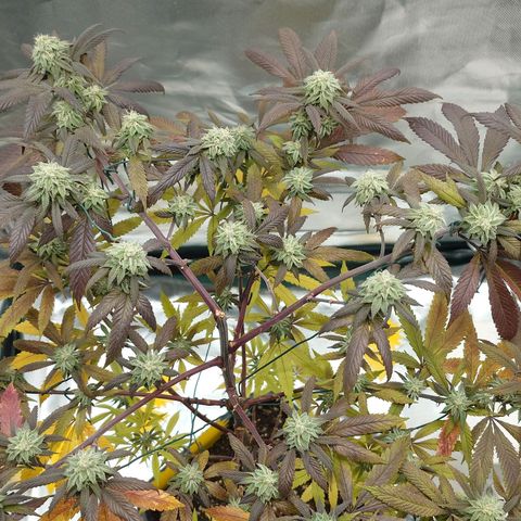Northern Lights growlog timeline photo