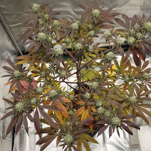 Northern Lights growlog timeline photo