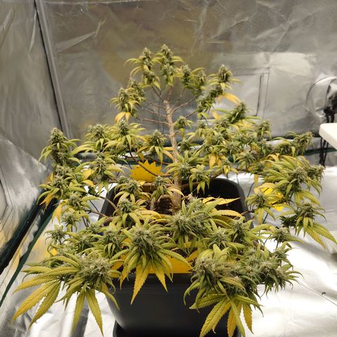 Tatanka Brothers growlog timeline photo