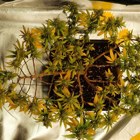 Tatanka Brothers growlog timeline photo
