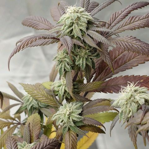 Northern Lights growlog timeline photo