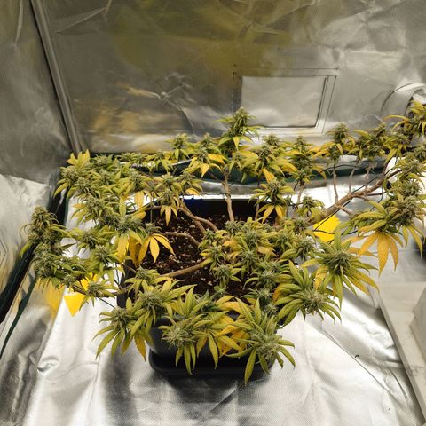 Tatanka Brothers growlog timeline photo