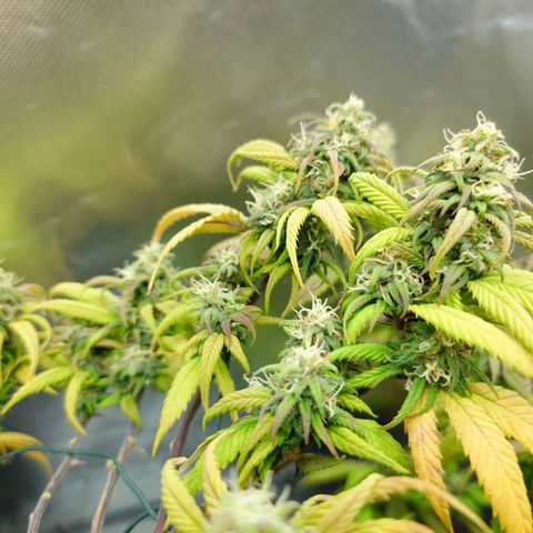 Tatanka Brothers growlog timeline photo