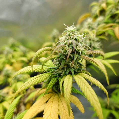 Tatanka Brothers growlog timeline photo