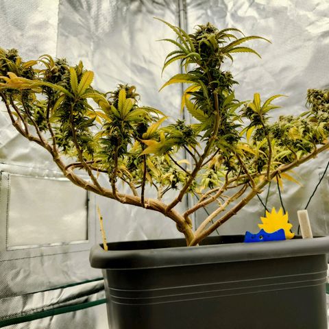 Tatanka Brothers growlog photo: Tatanka Nr.2