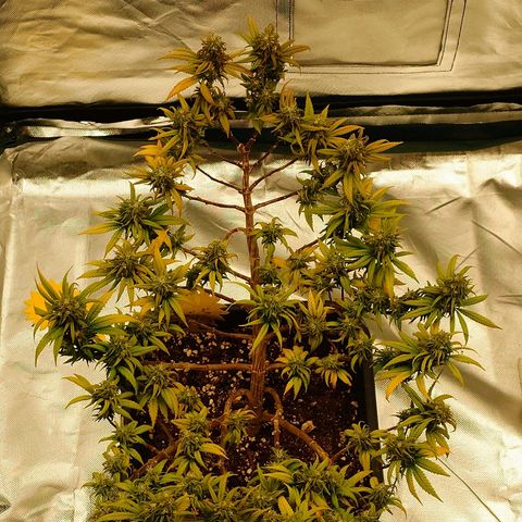 Tatanka Brothers growlog photo: Tatanka Nr.2