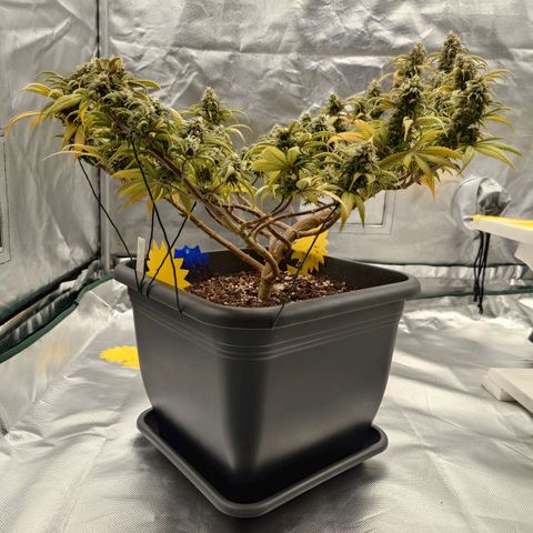 Tatanka Brothers growlog photo: Tatanka Nr.2