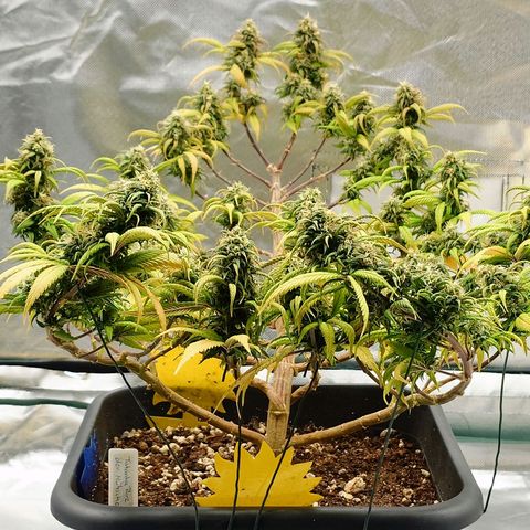 Tatanka Brothers growlog photo: Tatanka Nr.2