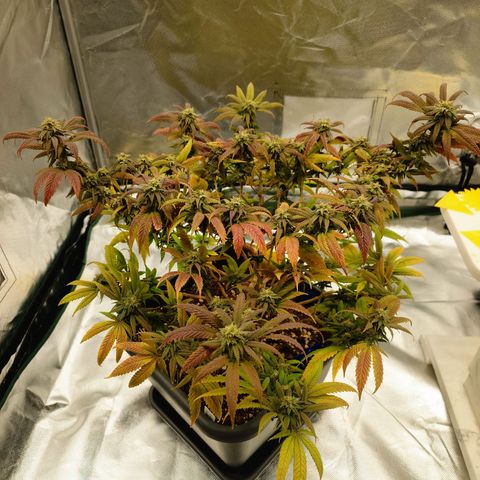 Tatanka Brothers growlog photo: Tatanka Nr.1
