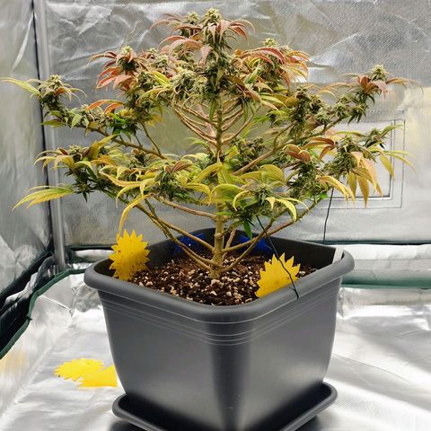 Tatanka Brothers growlog photo: Tatanka Nr.1