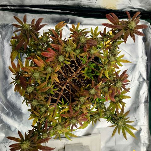 Tatanka Brothers growlog photo: Tatanka Nr.1