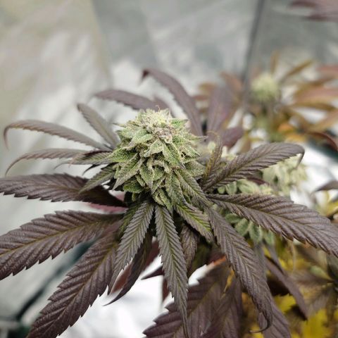 Northern Lights growlog timeline photo