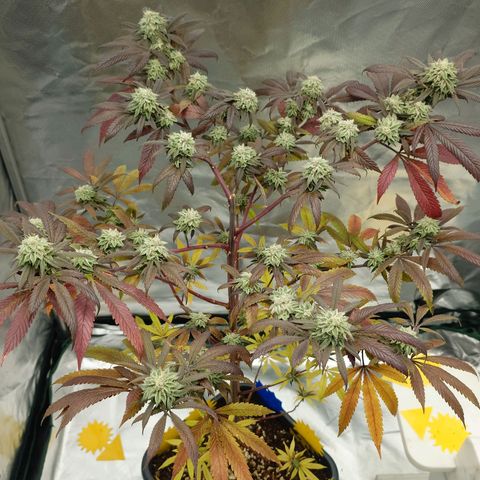 Northern Lights growlog timeline photo